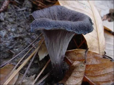 Nous finissons le quiz avec ce champignon :