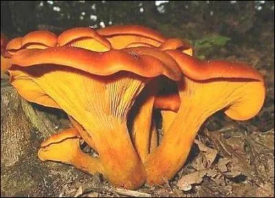 Allez-vous cueillir ce champignon ?