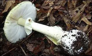 Cueillerez-vous ce champignon ?