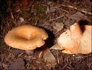Quel est ce champignon ?