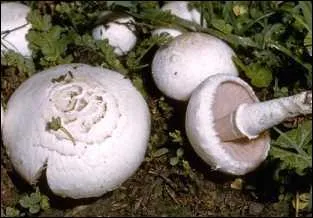 Quel est ce champignon ?