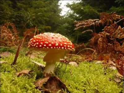 Quel est ce beau champignon qui égaye la nature ?