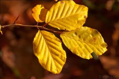 Que sont ces feuilles au couleur de l'or ? Leur arbre est parfois nommé "fayard".