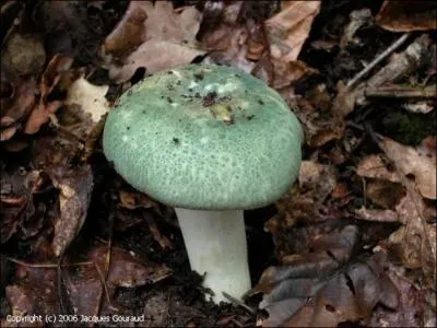 Encore un joli champignon au chapeau verdoyant qui nous attend, quel est son nom ?