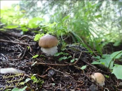 Tout petit, c'est une trouvaille !