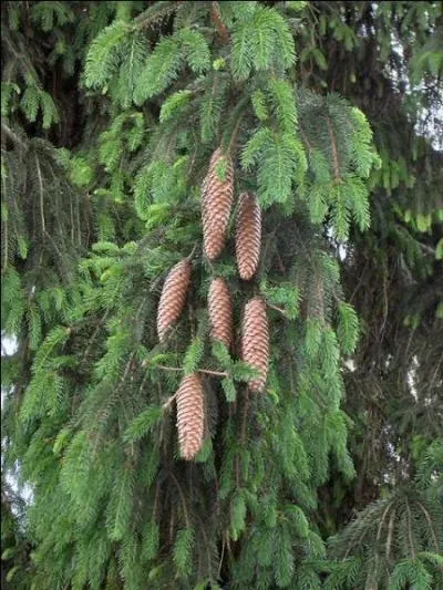 En levant les yeux, sous quel arbre semblons-nous être ?
