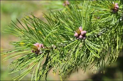 Sous quel arbre passons-nous ?