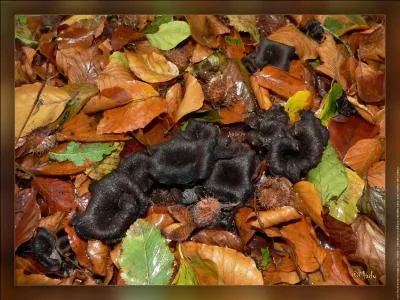 Encore un petit nid de champignons qui se cachent dans les feuilles mortes :