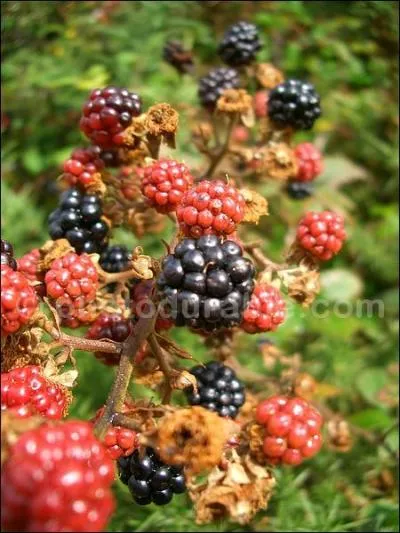Allons-nous faire une tarte ou de la confiture ?