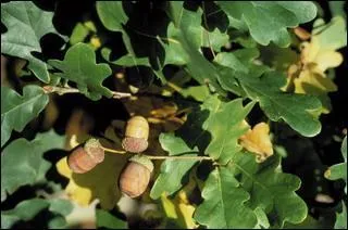 Nous nous reposons enfin sous cet arbre :