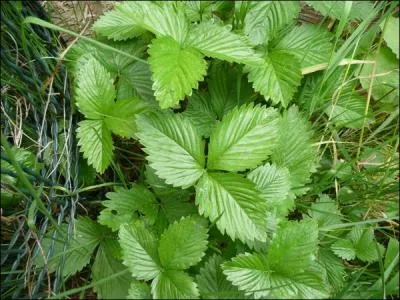 Quelle surprise nous attend sous ces feuilles ?