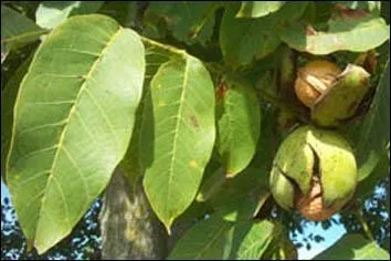 Sous quel arbre passons-nous ?