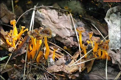 En agrandissant l'image ou en nous approchant, que va-t-on faire de ces champignons ?