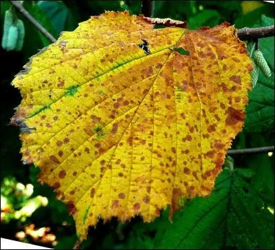 Quel fruit nous attend sous cette feuille ?