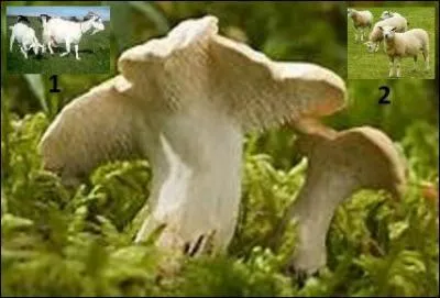 Quel animal donne le nom vernaculaire à ce champignon ?
