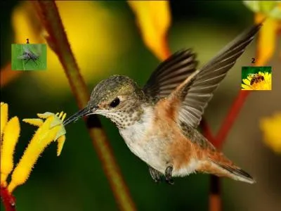 Quel insecte a donné son nom à ce joli petit oiseau ?