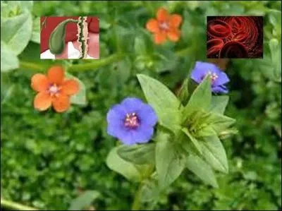 Est-ce que les trois éléments de l'illustration donnent lieu à des expressions synonymes ?