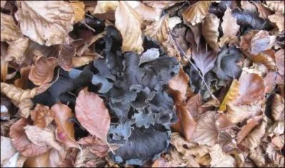 Allez-vous reconnaître ces derniers champignons de novembre, bien cachés sous ces feuilles d'automne ?