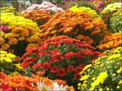 Qu'est-ce que la Toussaint pour Coluche ?