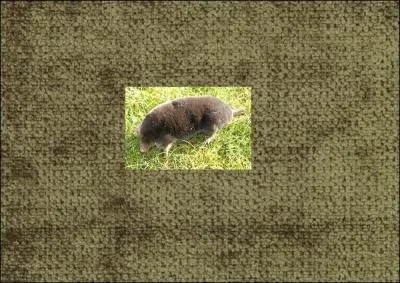 Qu'est-ce qui donne son nom à ce tissu au poil rasé ?