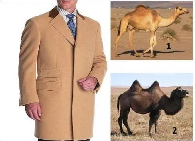Belle prestance ! La mode s'annonce camel au sens propre. Avec quel poil a-t-on fabriqué le tissu très luxueux de ce manteau à la coupe impeccable ?