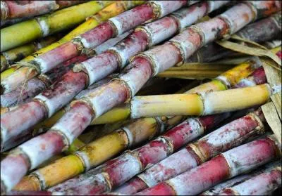 Quel sucre renferment les tiges de canne à sucre ?