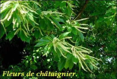 Quel est le bois utilisé pour les cannes de combat (sport de combat) ?