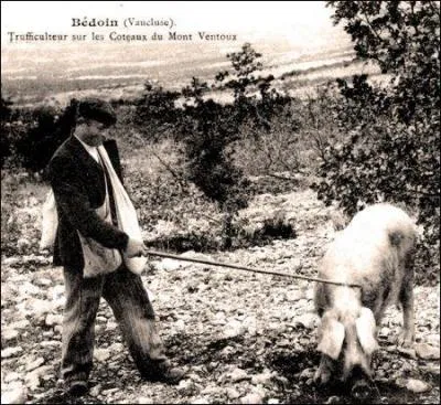 Ne vous y trompez pas : ce « bédoin » est une appellation locale. Quel est le nom plus répandu ?