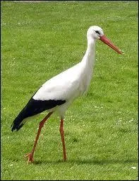 De quelle région cet oiseau est le symbole ?