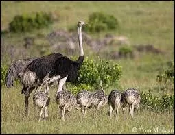 Quelle est l'espérance de vie d'une autruche lorsqu'elle est en liberté ?
