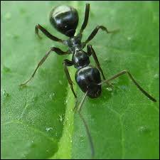 Combien de fois sa masse, la fourmi peut-elle porter ?