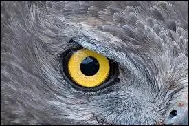 L'aigle royal a une vision combien de fois plus per&ccedil;ante que l'homme ?