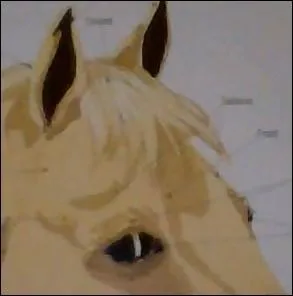 Comment se nomme la partie présente entre les oreilles ?