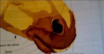 Comment appelle-t-on les narines du cheval ?