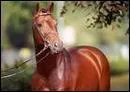 Quelle est la race de ce cheval?