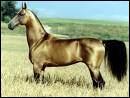 Quelle est la race de ce cheval?