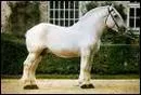Quelle est la race de ce cheval?
