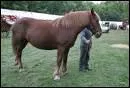 Quelle est la race de ce cheval?
