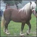 Quelle est la race de ce cheval?
