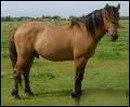 Quelle est la race de ce cheval?