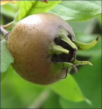 Familier > Le radis a-t-il quelque chose à voir avec la nèfle ou le navet ?