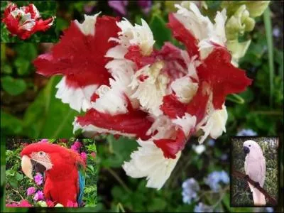 Quel oiseau donne son nom à cette -------- dont la parure est joliment chiffonnée ?