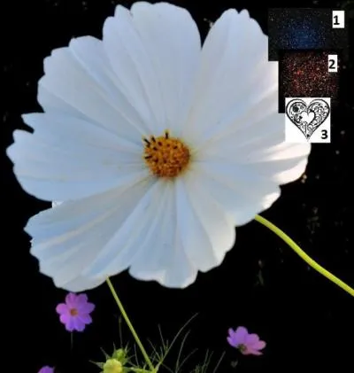 Son nom vient du grec signifiant ------ .