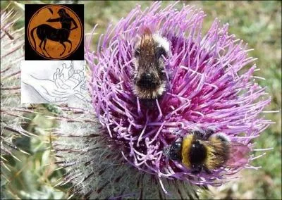 Cette plante porte le nom d'un sage érudit ------------- ayant une main magique. Guérisseur qui utilisait les propriété médicinales de la ----------------