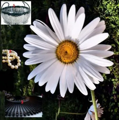 Quelle est cette fleur ?
Tenez compte des indices.