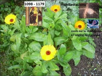 La religieuse Hildegarde de Bingen s'en servait pour traiter ------------.
Quelle est cette plante aux diverses vertus médicinales ?