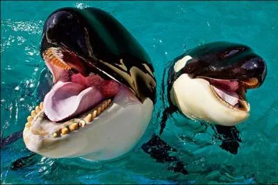 Quelle expression retenez-vous ?