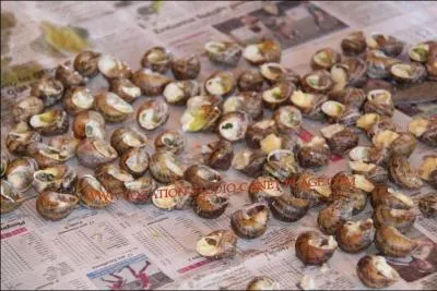 Comment allez-vous faire cuire et préparer vos escargots pour faire une carcolade ?