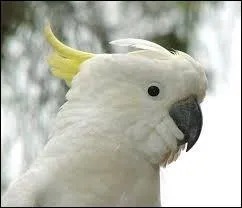 Quel est cet animal ?