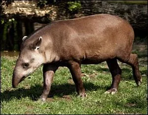 Quel est cet animal ?